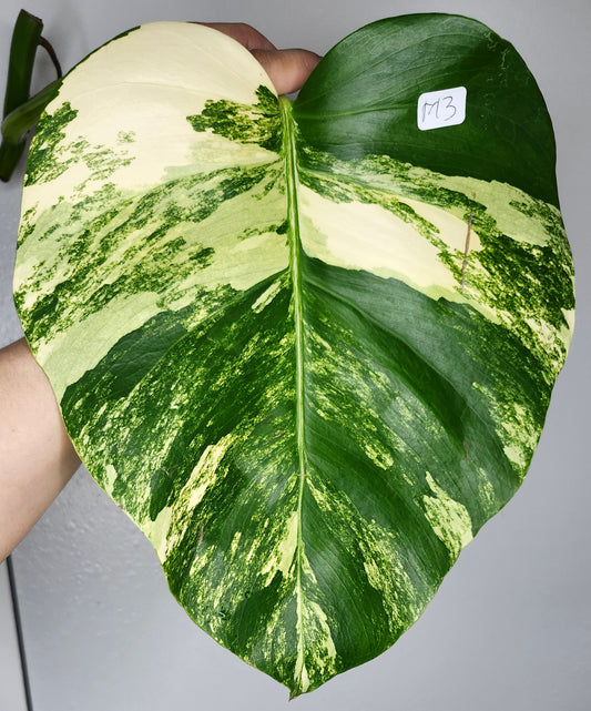 Monstera Aurea M3,M7,T4- Reserved Savannah Bailey