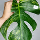 Monstera Aurea M3,M7,T4- Reserved Savannah Bailey