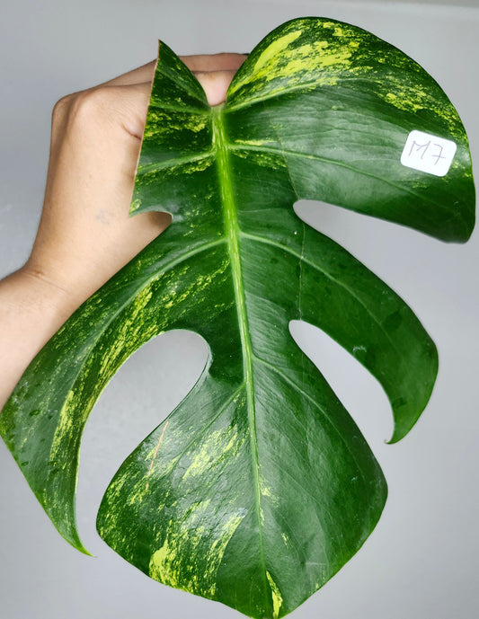 Monstera Aurea M3,M7,T4- Reserved Savannah Bailey