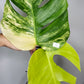 Monstera Aurea M3,M7,T4- Reserved Savannah Bailey