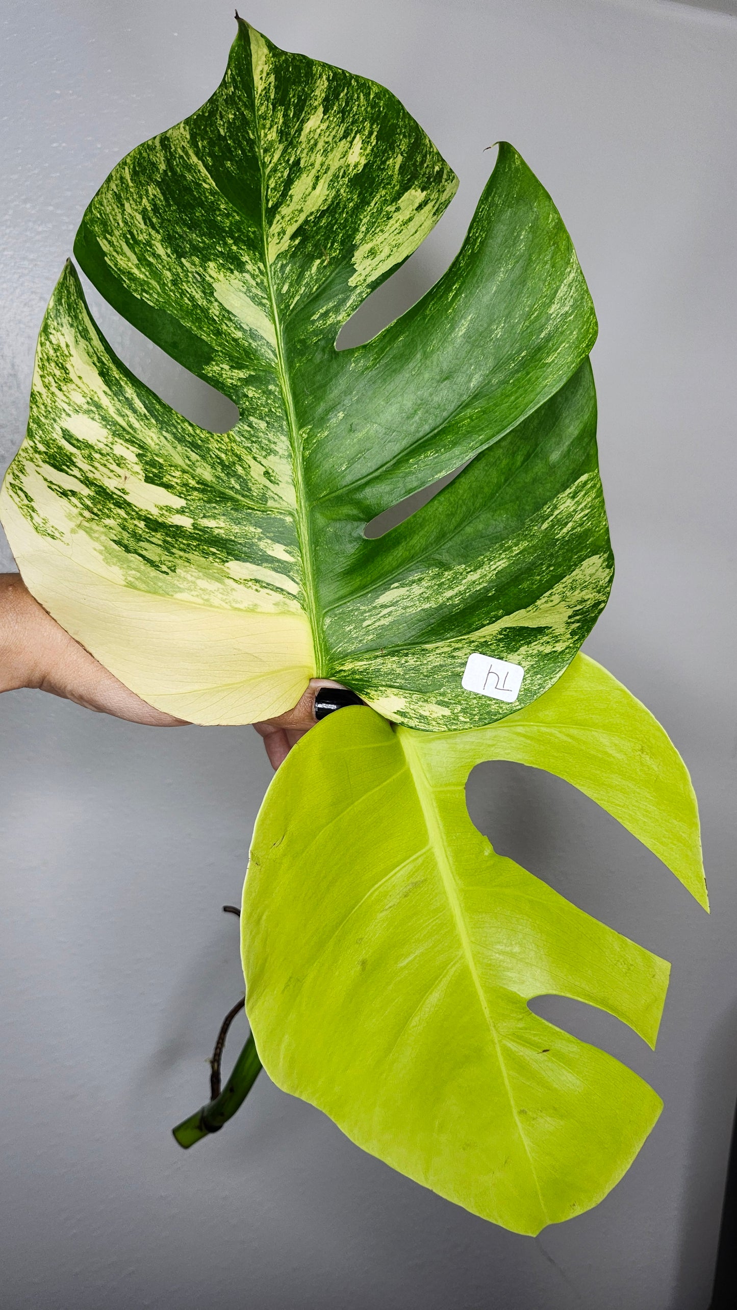 Monstera Aurea M3,M7,T4- Reserved Savannah Bailey