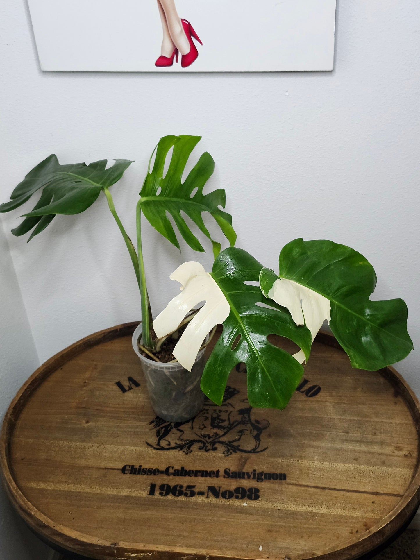 Monstera Albo MA51 reserved for Deanna McKenzie