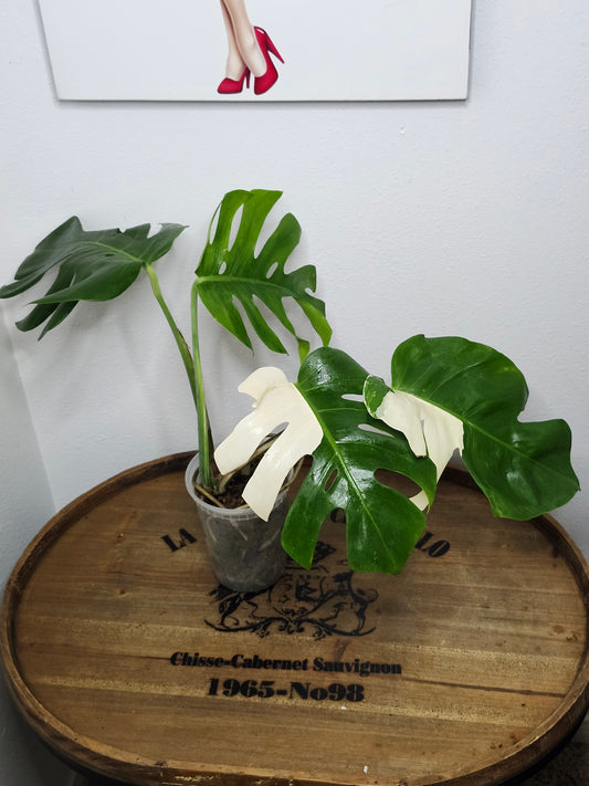 Monstera Albo MA51 reserved for Deanna McKenzie