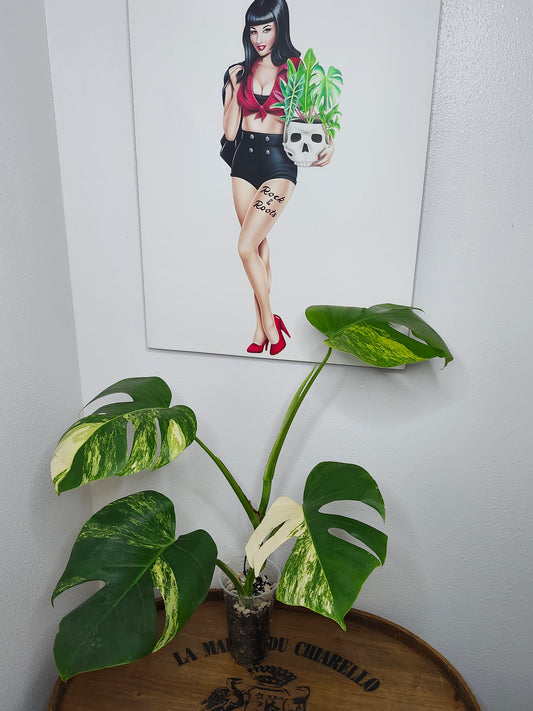 Monstera Aurea #3 reserved for Cindy Loan Tran
