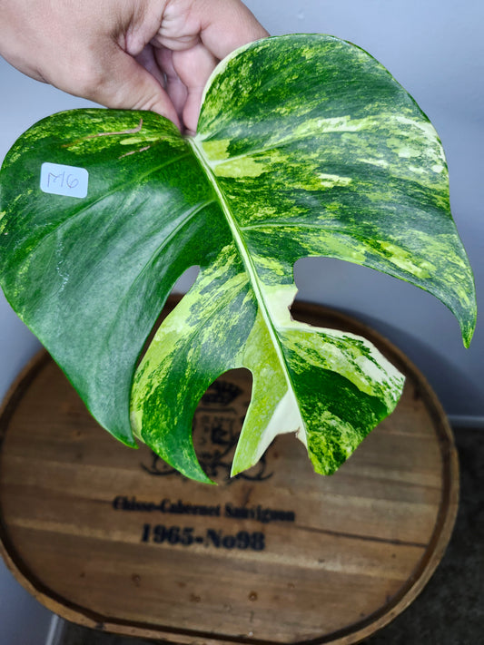 Monstera Aurea M6 reserved for Sheena Recar
