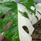 M. Albo Top Cut T16, mid cut Albo, mid cut Aurea M25 and tricolor mid cut Aurea M8 reserved for Savannah Bailey