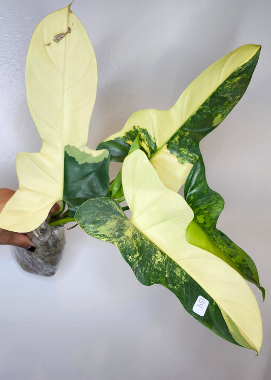 Bipennifolium Variegated #4 - Reserved Castor Pollux
