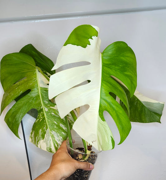 Monstera Albo #2- Reserved Meghan Haun
