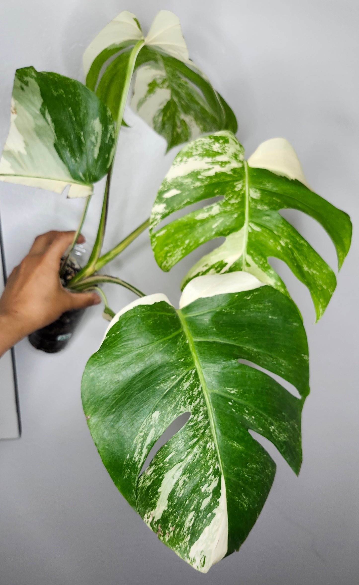 Monstera Albo #5- Reserved Lauren Horton
