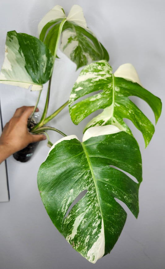 Monstera Albo #5- Reserved Lauren Horton