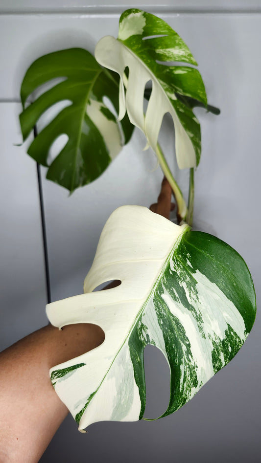 Monstera Albo #7- Reserved Devin Days