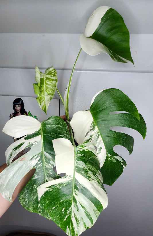 Monstera Albo #10- Reserved Monica Arenth