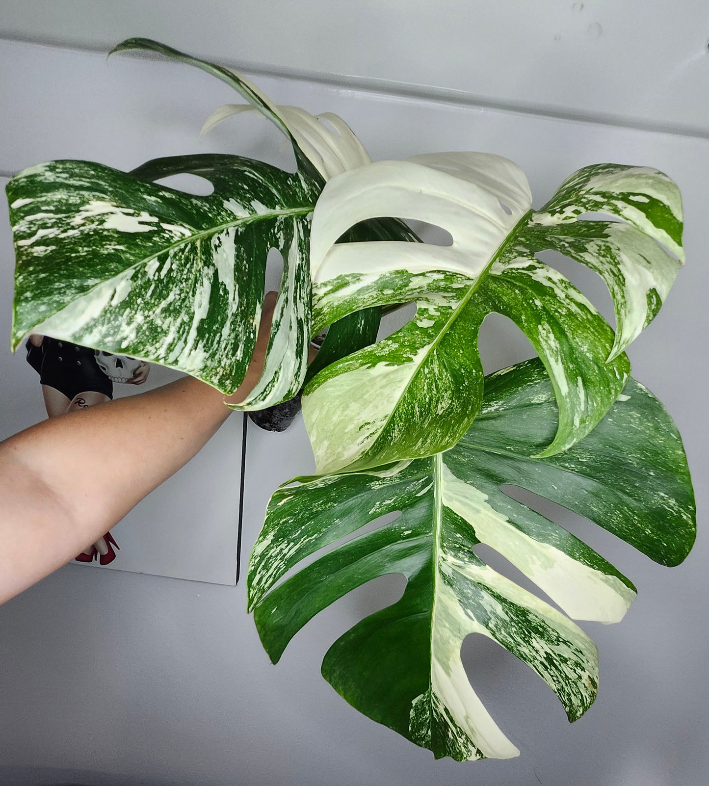 Monstera Albo #11 - Reserved Annie Maynard