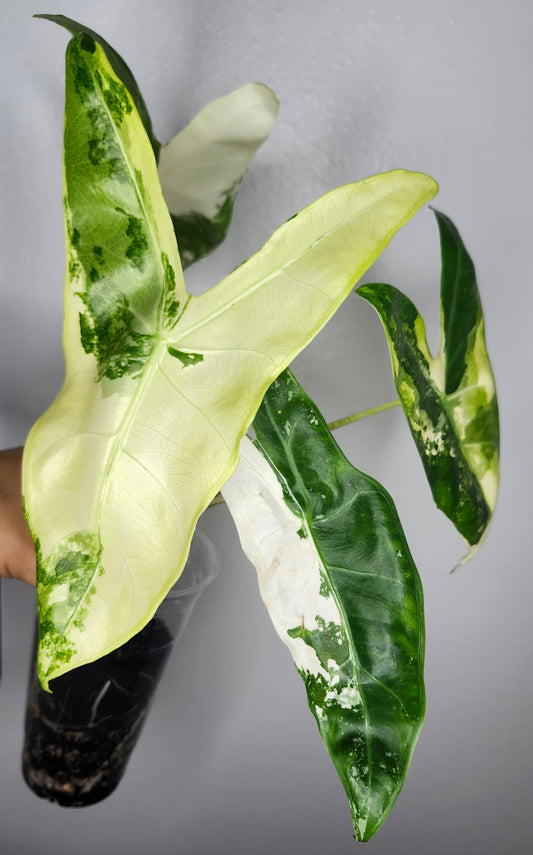 Alocasia Longiloba Albo- Reserved Jennifer Price