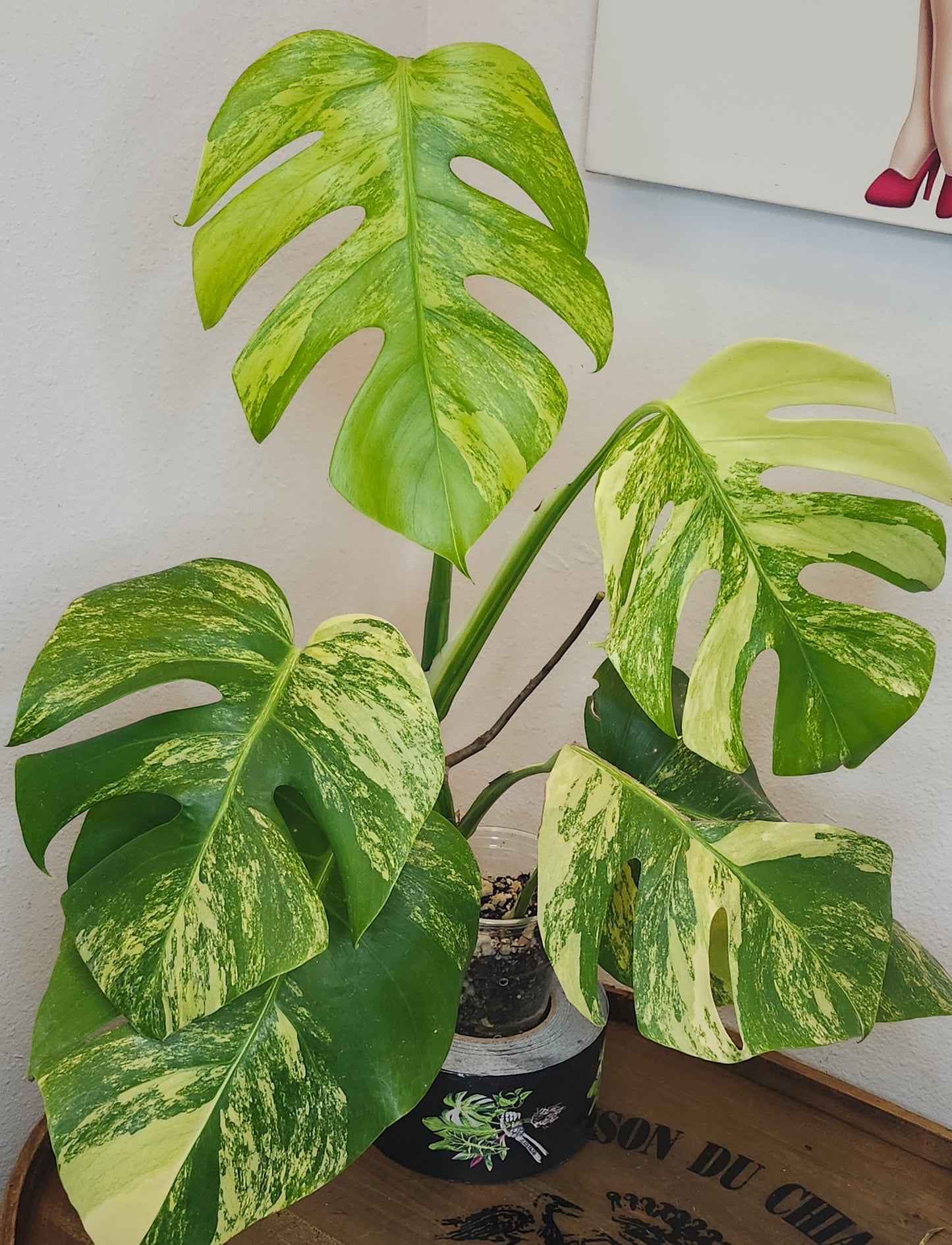 Monstera Aurea #1- Reserved Vivian Valles