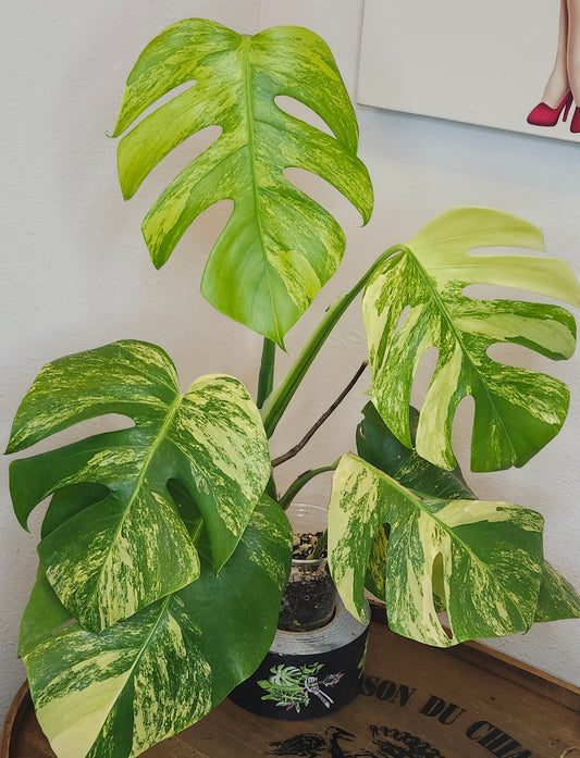 Monstera Aurea #1- Reserved Vivian Valles