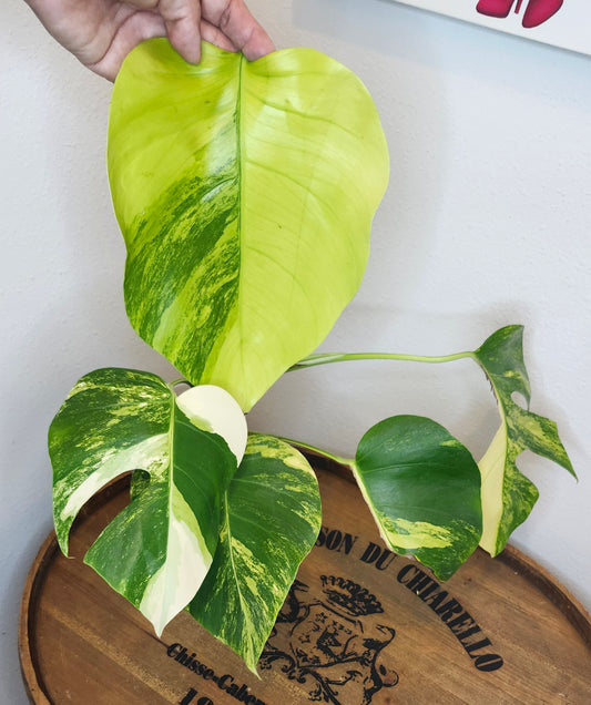 Monstera Aurea #3- Reserved Amanda Jade