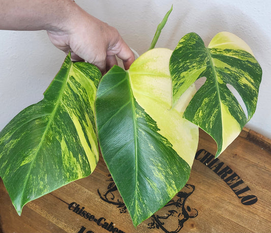 Monstera Aurea #5- Reserved Kristi Grizzle