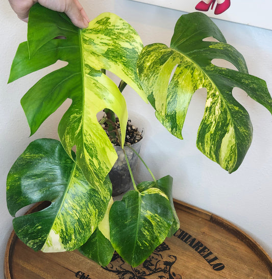 Monstera Aurea-Reserved Tasha Mayhew