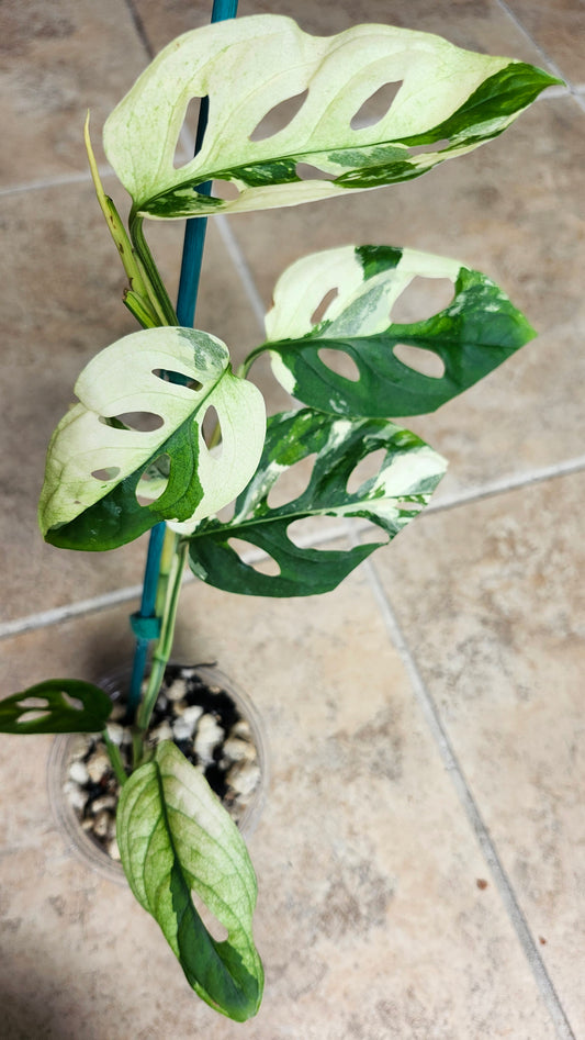 Monstera Acuminata Variegated #2 - Reserved Chad Popour