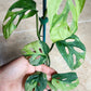 Monstera Acuminata #7 and  #8 - Reserved Robert Gonzales