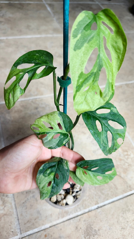 Monstera Acuminata #7 and  #8 - Reserved Robert Gonzales