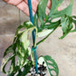 Monstera Acuminata #7 and  #8 - Reserved Robert Gonzales