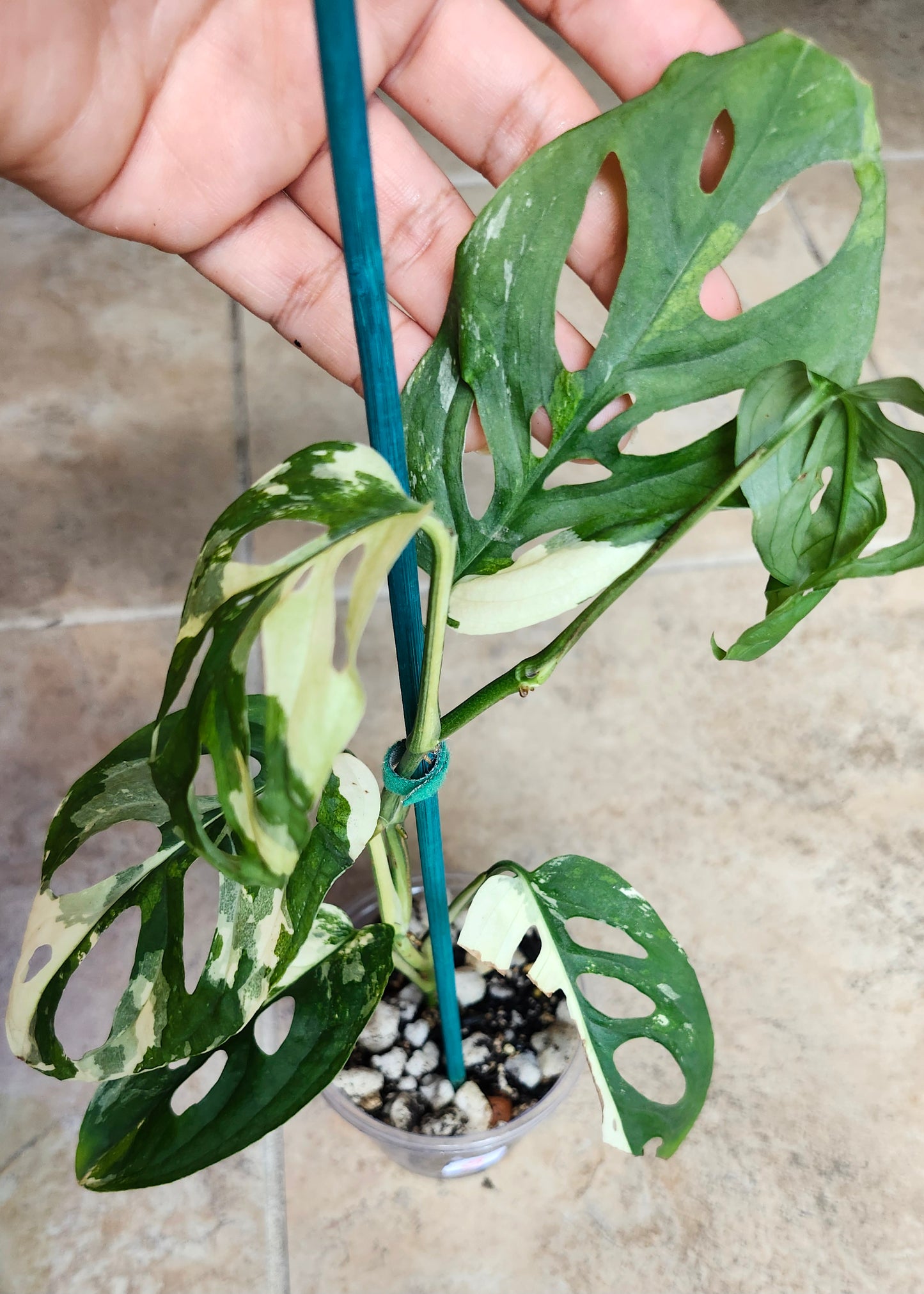 Monstera Acuminata #7 and  #8 - Reserved Robert Gonzales