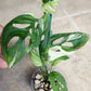 Monstera Acuminata #13-, Bipen B11 - Reserved Jennifer Haustveit