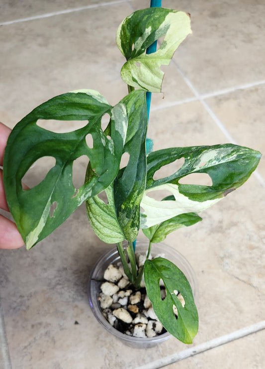 Monstera Acuminata #13-, Bipen B11 - Reserved Jennifer Haustveit