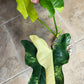 Monstera Acuminata #13-, Bipen B11 - Reserved Jennifer Haustveit