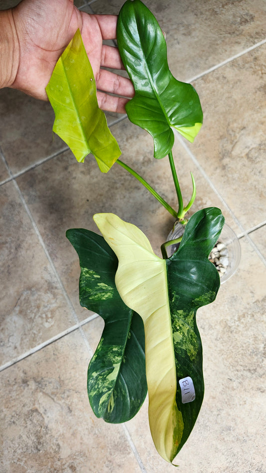 Monstera Acuminata #13-, Bipen B11 - Reserved Jennifer Haustveit