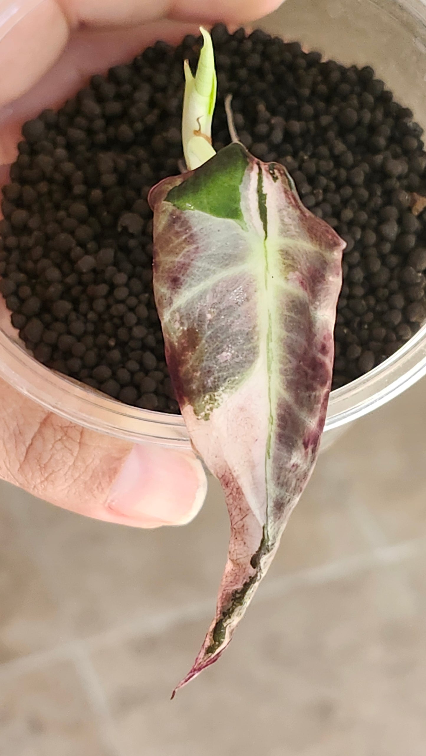 Alocasia Black Velvet Pink- Reserved Devin Days