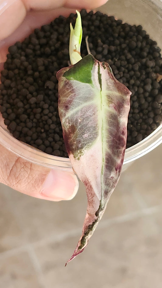 Alocasia Black Velvet Pink- Reserved Devin Days