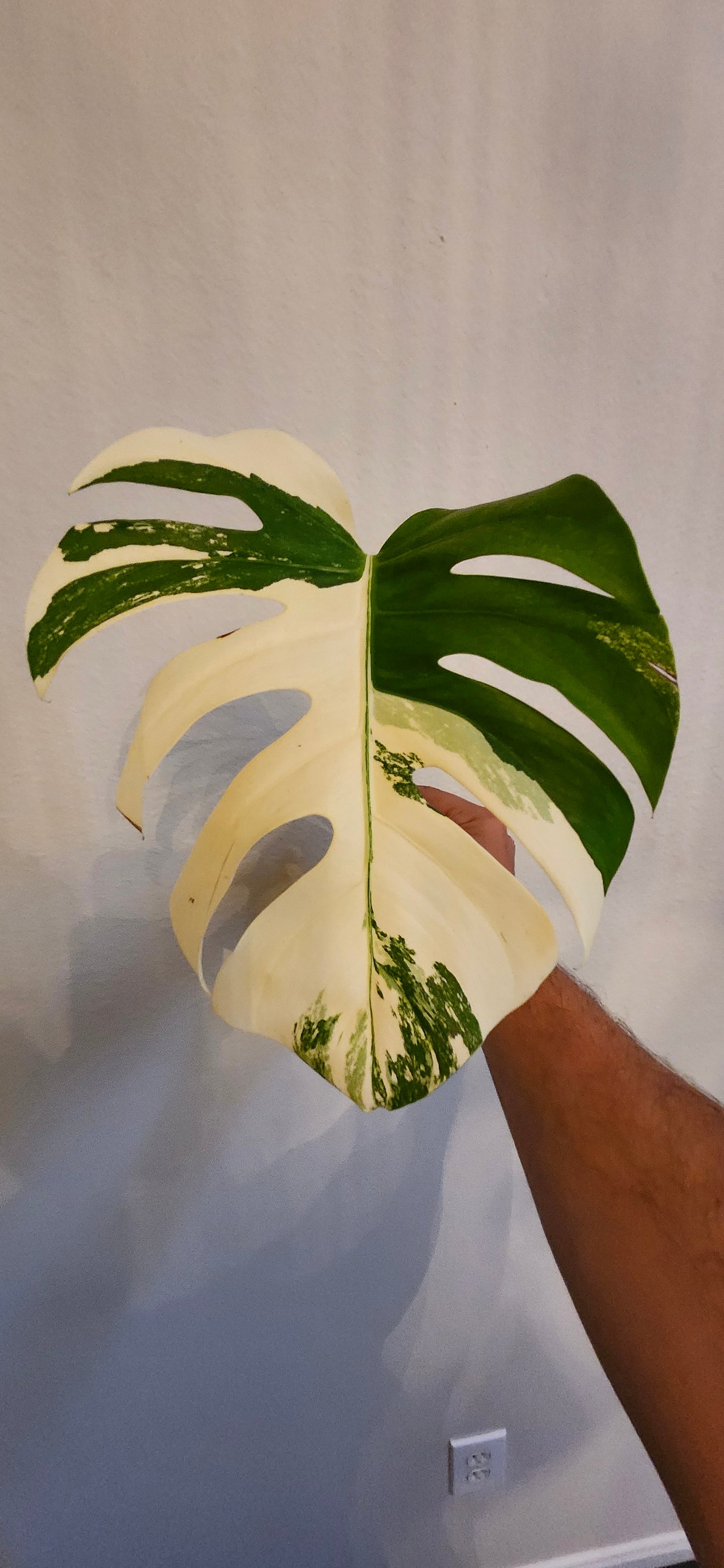 Monstera Albo Top Cut reserved for Brenda M Sanchez