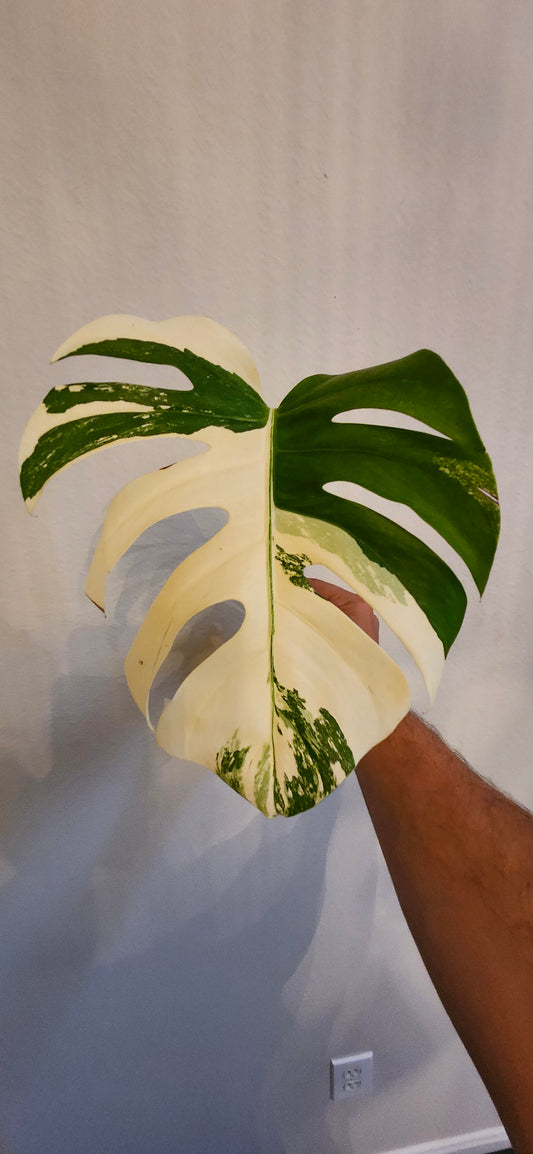 Monstera Albo Top Cut reserved for Brenda M Sanchez
