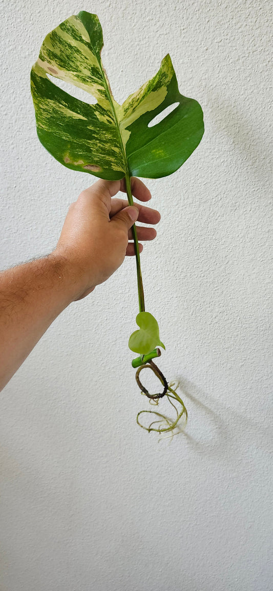 Monstera Aurea Mid Cut reserved for Jennifer Haustveit