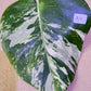 Monstera Albo A26 and A11 - Reserved Kristi Bell