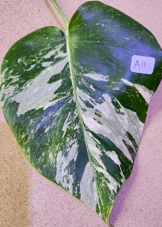 Monstera Albo A26 and A11 - Reserved Kristi Bell