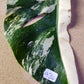 Monstera Albo A26 and A11 - Reserved Kristi Bell