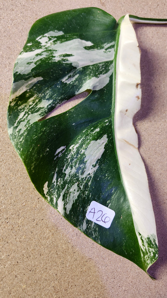 Monstera Albo A26 and A11 - Reserved Kristi Bell