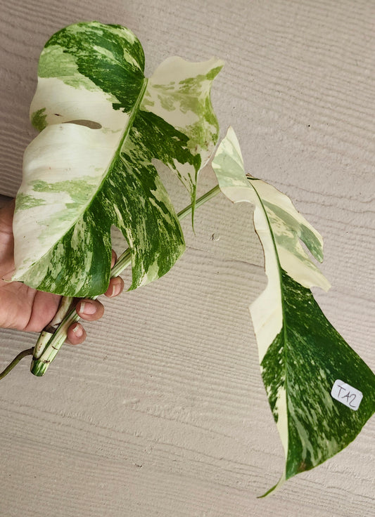 Monstera Albo Top Cut T2 - Reserved Stephanie Wood