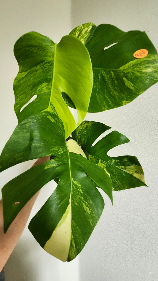 Monstera Aurea AU4 -Reserved Cherri Palomo
