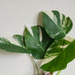 Monstera Aurea AU26 , Monstera Albo A27- Reserved Jan Sutton