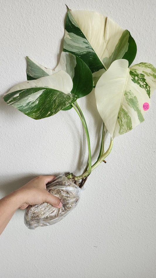 Monstera Albo A32- Reserved Timy Benet