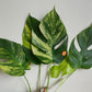 Monstera Aurea AU26 , Monstera Albo A27- Reserved Jan Sutton