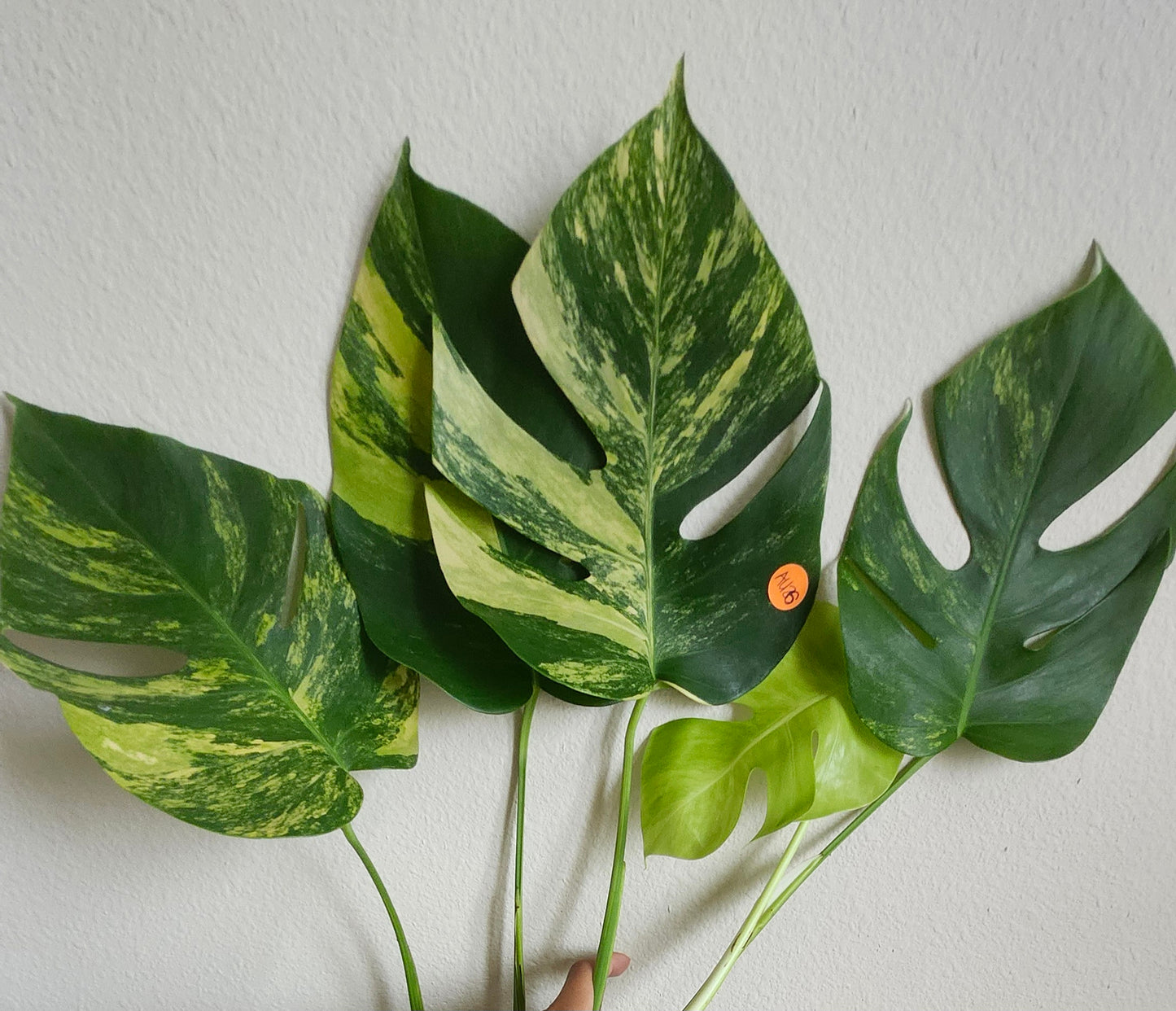 Monstera Aurea AU26 , Monstera Albo A27- Reserved Jan Sutton