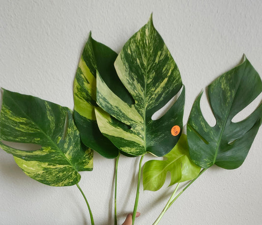 Monstera Aurea AU26 , Monstera Albo A27- Reserved Jan Sutton