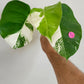 Top cut Monstera Albo/Aurea Reserved for Kristi Grizzle