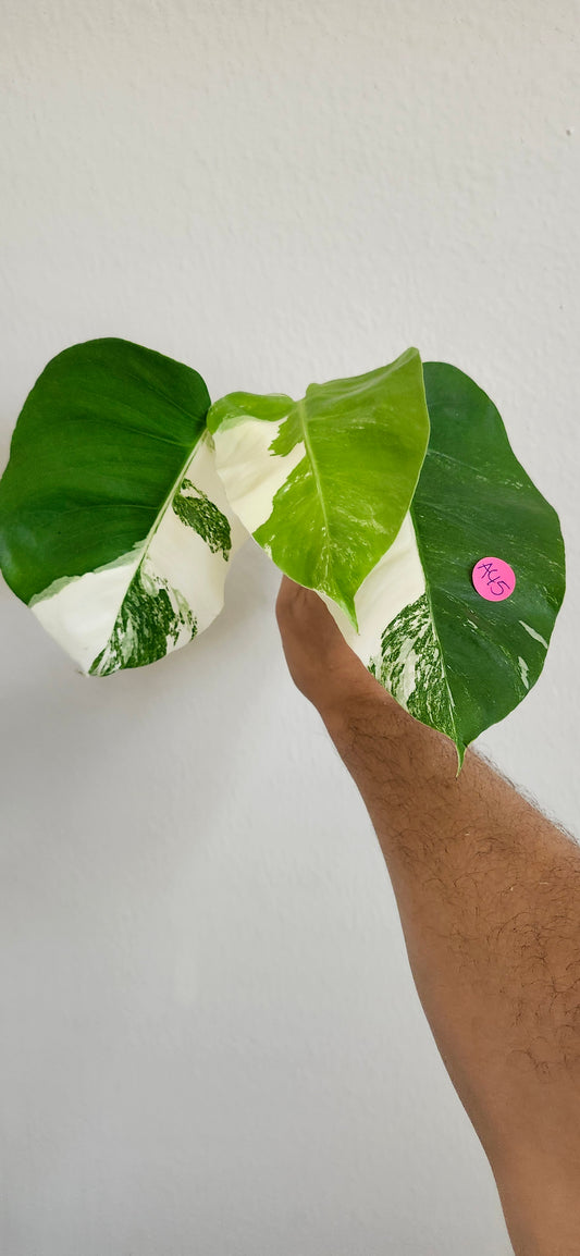 Top cut Monstera Albo/Aurea Reserved for Kristi Grizzle